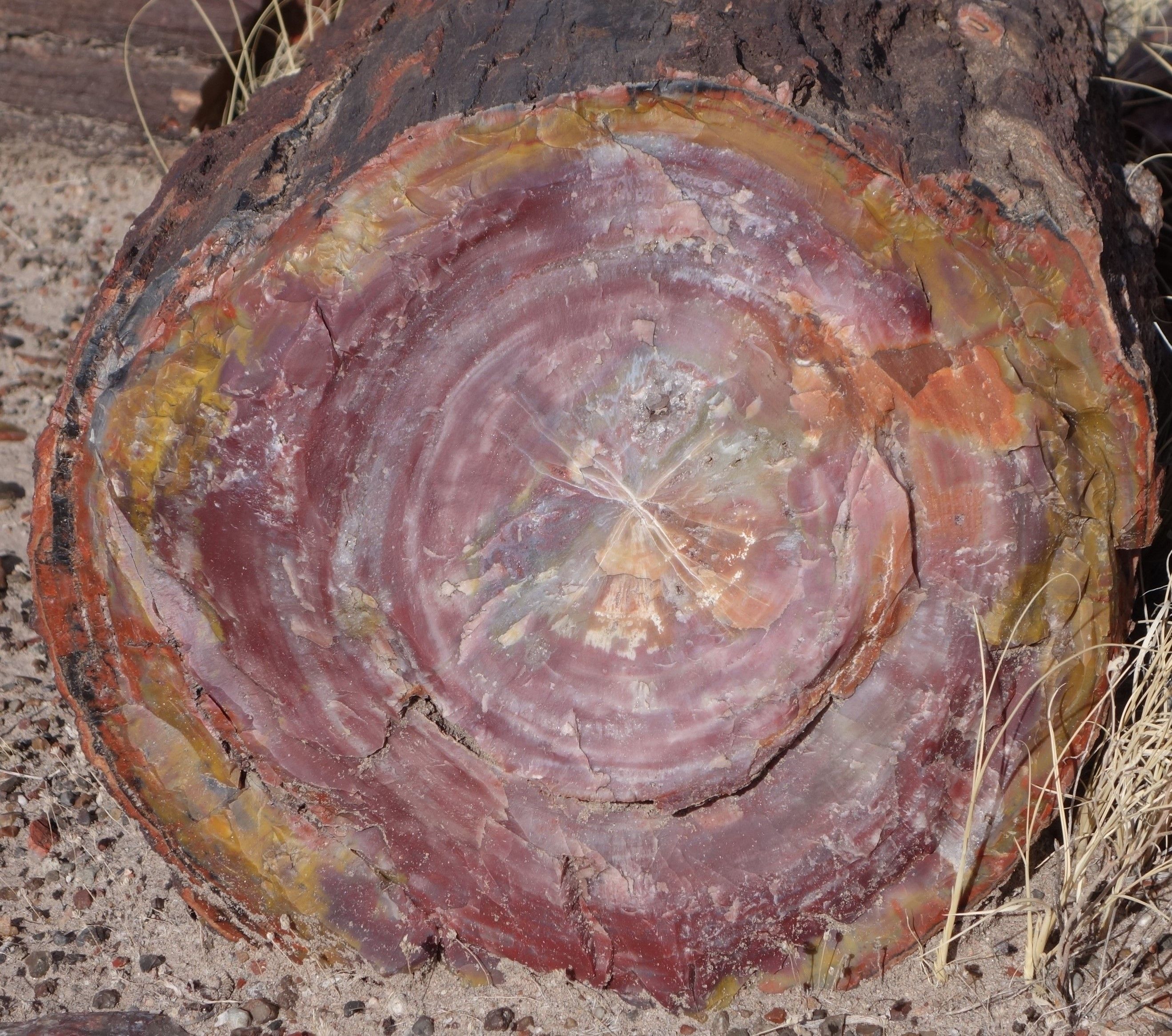 Petrified Forest NP